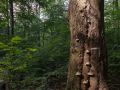 Vieux hêtre à champignons au bord d'une trouée