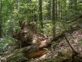 Tronc mort et galette de chablis en bordure de plateau