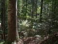 Semis de sapin sous un gros bois de hêtre