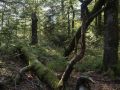 Chandelle et volis de hêtre dans une hêtraie-sapinière acidiphile à Luzule blanchâtre