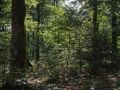 Régénération naturelle de hêtre sous un bois moyen d'érable sycomore