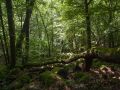 Chablis de chêne dans un talweg