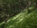 Sous-bois envahi par la Balsamine à petites fleurs