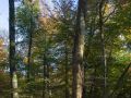 Chandelle en bordure de trouée