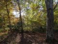 Gros bois de charme