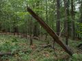 Branche de hêtre plantée après sa chute