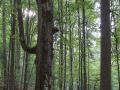 Chandelle d'un très gros bois de hêtre