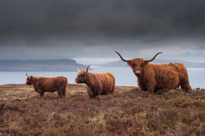 Vaches (Highland cattle)
