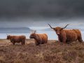 Vaches (Highland cattle)