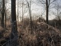 Grandes herbes gelées sous des peupliers, en bord de Marne