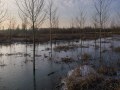 Jeune peupleraie inondée et gelée