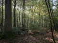 Grosse réserve de chêne de qualité en taillis avec réserve. Sous-bois au petit matin.