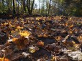 Litière de feuilles d'érable plane sur une sentier