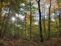 Chênaie-hêtraie de haut de versant, Montagne de Reims (Trépail)