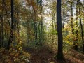 Hêtraie-chênaie dans le soleil du matin, à Trépail