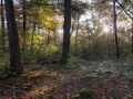 Peuplement mélangé de chêne sessile, hêtre et pins sylvestre sur argiles à meulière.