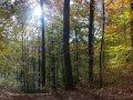 Hêtraie-chênaie de haut de versant, en Montagne de Reims (Trépail)