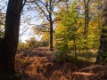 Lisière en bordure de parcelle