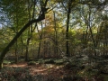 Arbre penché sur une trouée