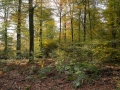 Fougère et semis de hêtre dans le sous-bois