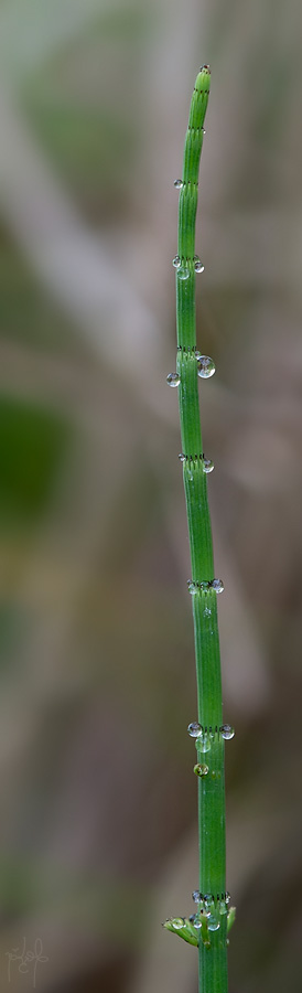 Prêle des eaux (Equisetum fluviatile L.)