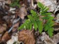 Polypode du Chêne (Gymnocarpium dryopteris)