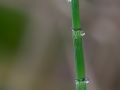 Prêle des eaux (Equisetum fluviatile L.)