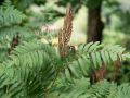 Osmonde royale (Osmunda regalis).