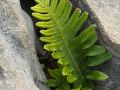 Polypode
