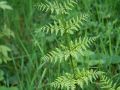 Jeune polystic dilaté (Dryopteris dilatata)