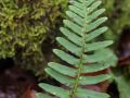 Polypode commun (Polypodium vulgare)