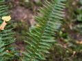 Polystic à aiguillon (Polystichum aculeatum)