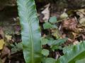 Scolopendre (Asplenium scolopendrium)