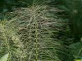 Grande prêle (Equisetum telmateia)