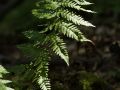 Fougère spinuleuse (Dryopteris carthusiana)