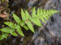 Fougère mâle (Dryopteris filix-mas)