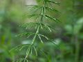 Prêle des champs (Equisetum arvense)