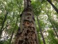 Vieil arbre mort sur pied