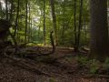 Très gros bois de chêne