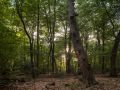 Chandelle de hêtre dans le sous-bois