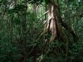 Arbre sur échasses