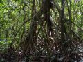 Arbre sur échasses