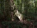 Arbre tropical à gros contreforts