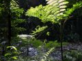 Fougère du genre Cyathea (Cyathea muricata ou C. arborea ?).