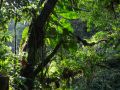 Nombreuses plantes épiphytes sur une branche