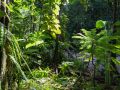 Trace de la rivière Quiock, en forêt tropicale dense. Présence de fougère bâtarde (Phyllanthus mimosoides).