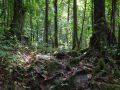 Trace de la rivière Quiock, Sous-bois en forêt tropicale dense