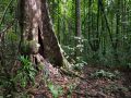 Trace de la rivière Quiock, très gros arbre à contreforts en bordure de sentier