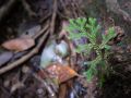 Trace de la rivière Quiock, Selaginella substipitata dans le sous-bois