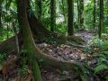 Trace de la rivière Quiock, arbre à contreforts